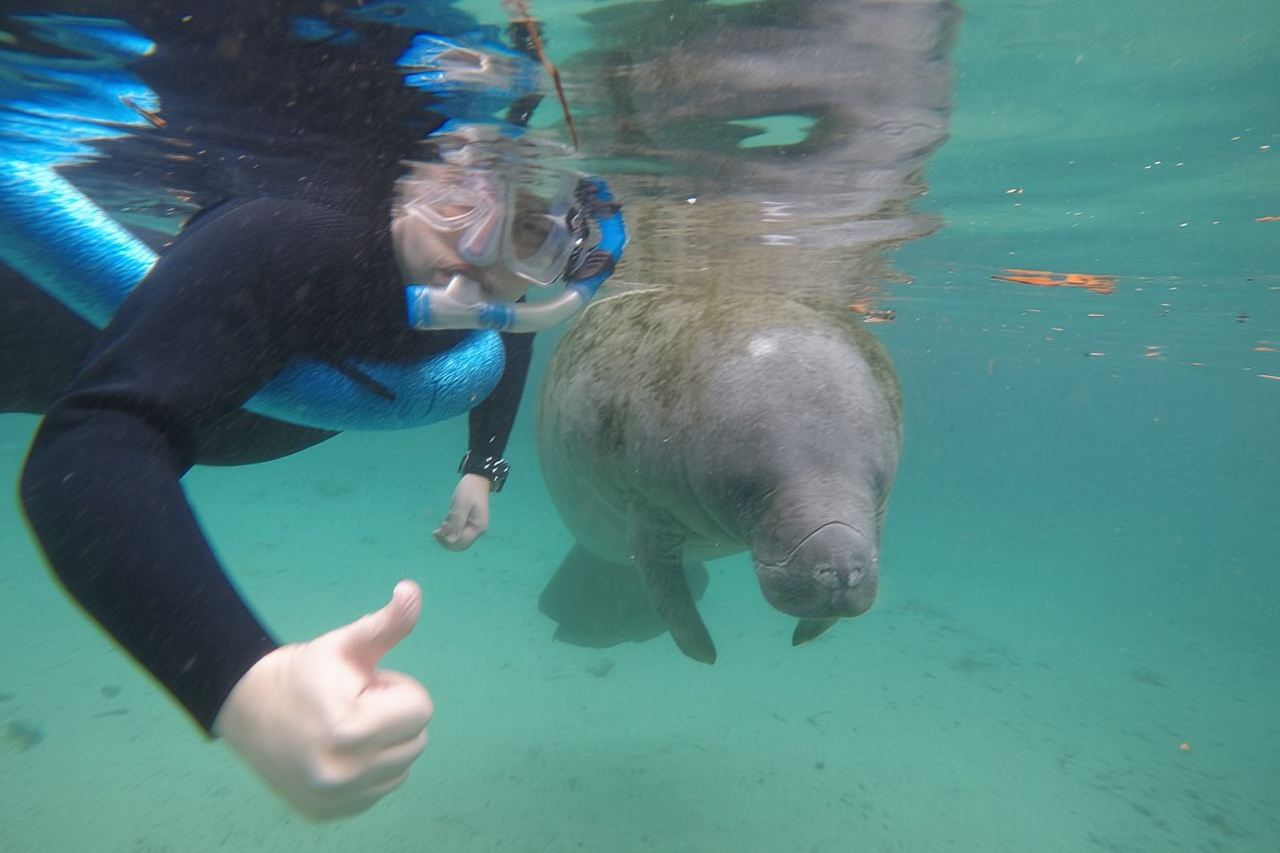 Guided Small Group Manatee Snorkeling Tour with In-Water Photographer