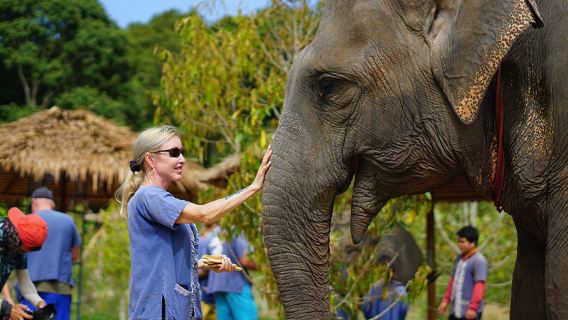 Однодневный тур в Королевство слонов на Ко Самуи, Таиланд [Благотворительный парк слонов, трансфер из отелей по всему острову, англоговорящий гид]