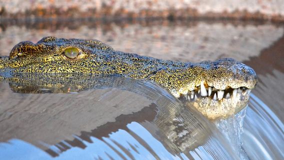 Hluhluwe Imfolozi Safari & St Lucia Boat Safari Day Tour from Durban