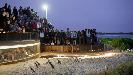 Excursión de un día a Phillip Island desde Melbourne con la plataforma de observación Penguin Plus.