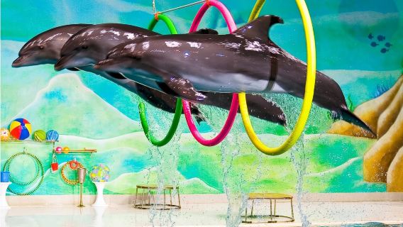 Dubai Dolphinarium Admission Ticket