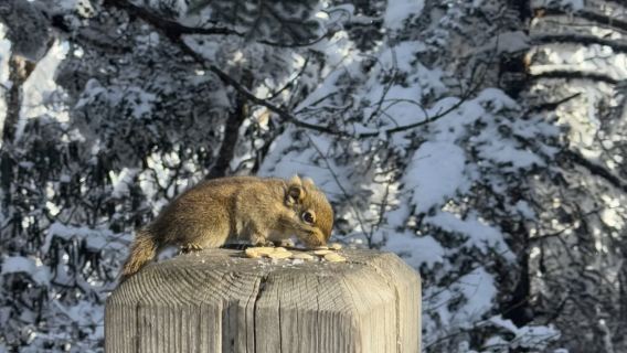 Excursion d'une journée à la montagne enneigée de Xiling