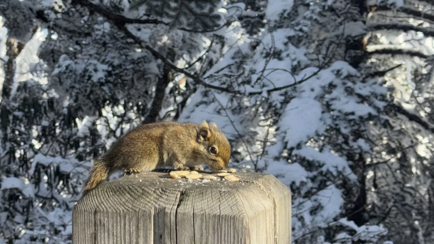 Tour di 1 giorno alla montagna innevata di Xiling