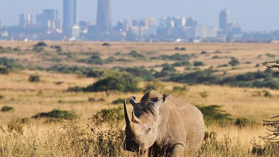 Gemeinsame Safari-Tour im Nairobi-Nationalpark