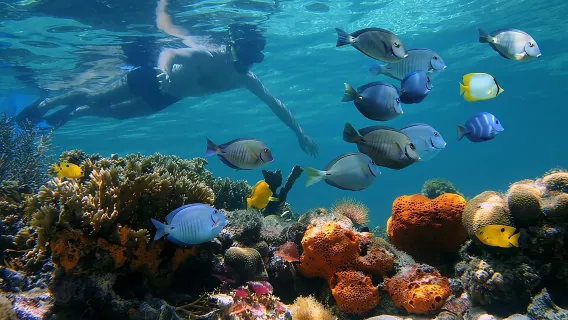 Key West middag snorkelen bij het rif met Open Bar