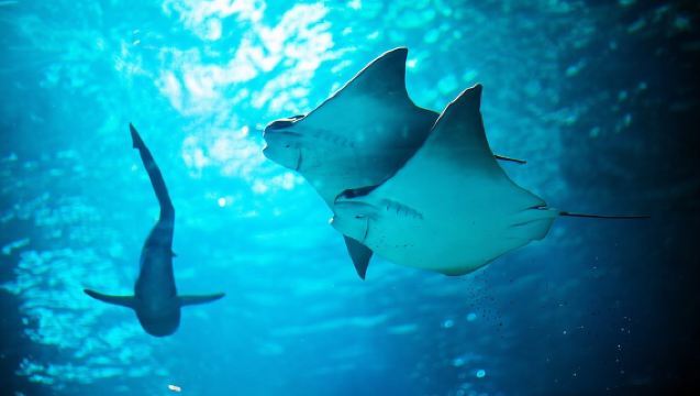 SEA LIFE Michigan Aquarium Admission Ticket