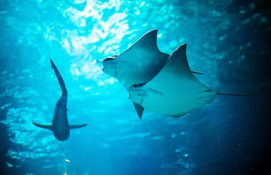 SEA LIFE Michigan Aquarium 門票