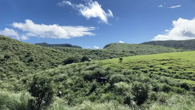 陽明山國家森林公園與野柳地質公園半日私人遊