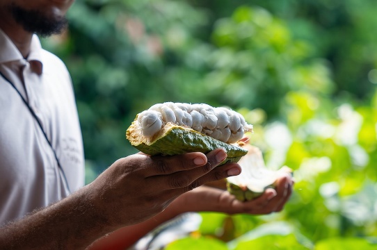 Hotel Chocolat Saint Lucia 朱古力樹到朱古力條製作體驗