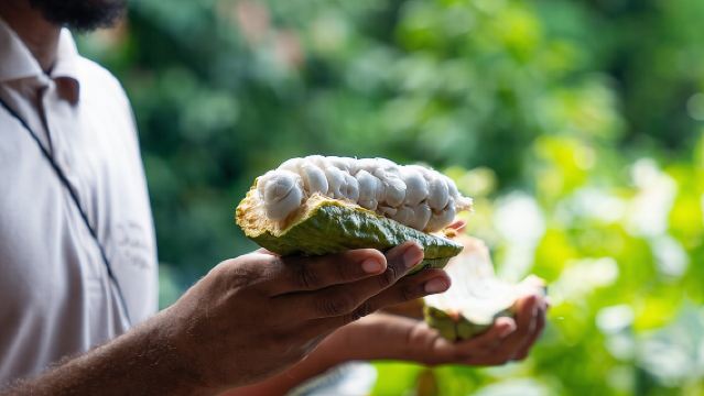 Project Chocolat Tree to Bar Tour at Hotel Chocolat Saint Lucia