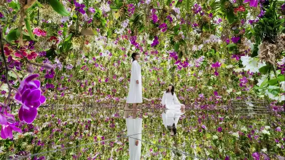 澳門teamlab超自然空間(專車接送,自由選擇時間)