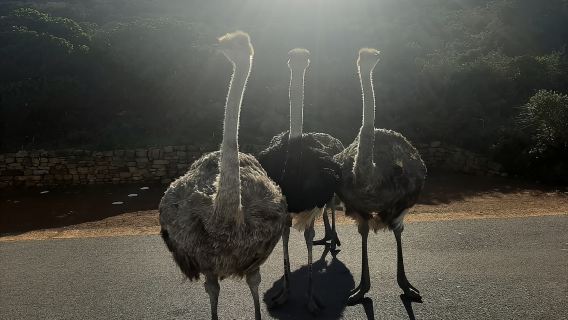 Città del Capo: tour privato di un giorno intero tra i pinguini e il Capo di Buona Speranza