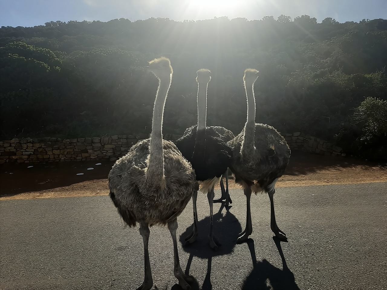 Cape Town: Private Table Mountain & Cape Peninsula Day Tour