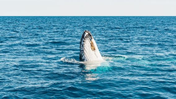 Hervey Bay : Observation exclusive des baleines