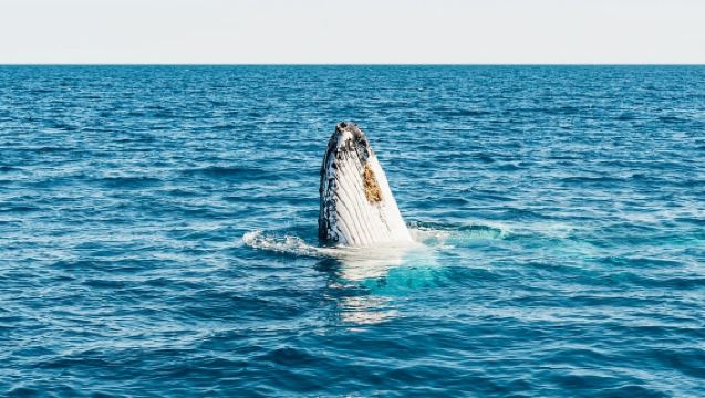 Hervey Bay: Encuentro Exclusivo de Avistamiento de Ballenas