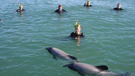 Akaroa: Schwimmen mit wilden Delfinen