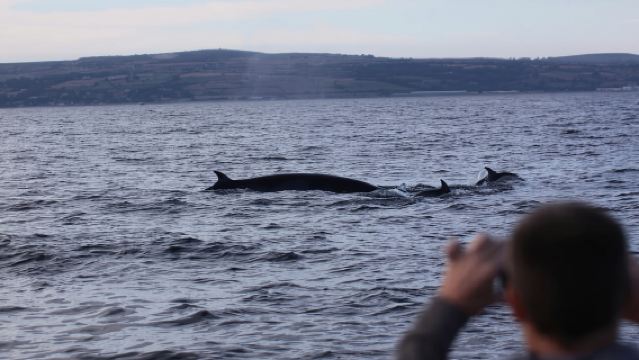 เพนแซนซ์: ทัวร์เรือแลนด์สเอนด์พร้อมไกด์สัตว์ป่า