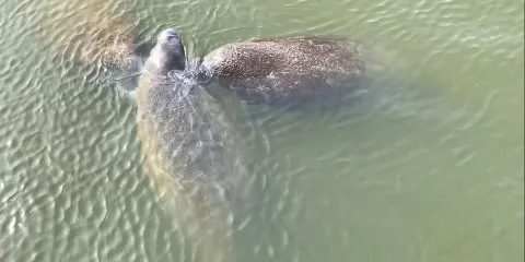 可可海灘觀豚與野生動物之旅