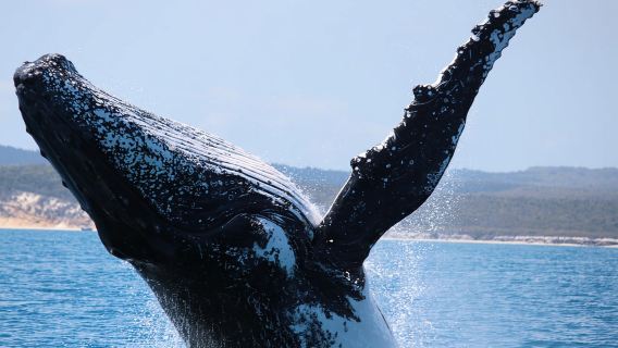 Baie d'Hervey : croisière d'observation des baleines d'une demi-journée