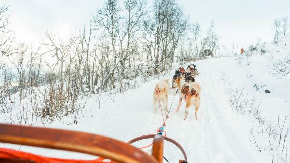 Tromsø: Dog Sledding Tour