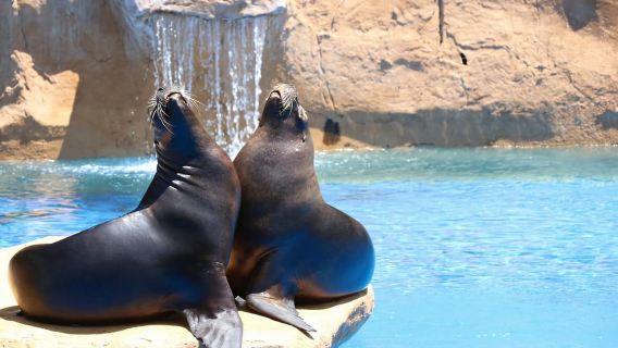 Benalmadena: Selwo Marina Admission Ticket