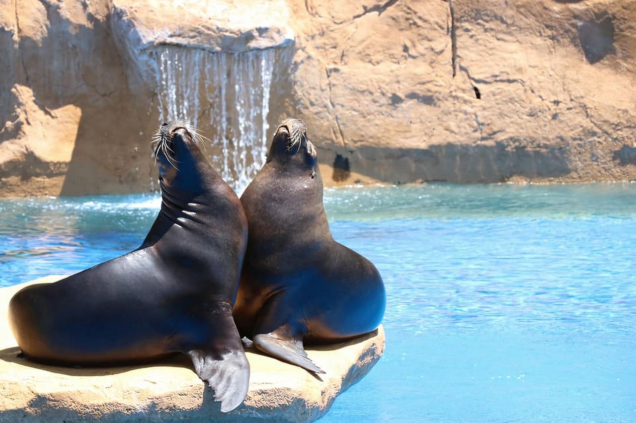 Benalmadena: Selwo Marina Admission Ticket