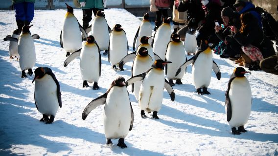 日本北海道札幌-旭川旭山動物園+青池+森林精靈陽台一日遊