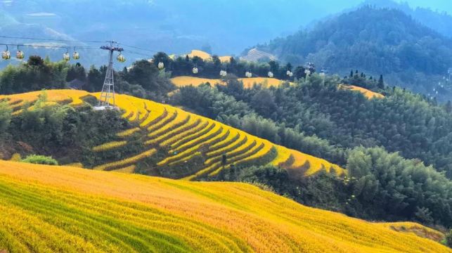 桂林龍脊梯田+金坑梯田+黃洛瑤寨一日遊：8人小團+可選私家團