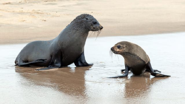 Dolphin & Seal cruise Sandwich harbour dune tour