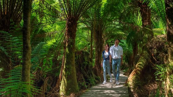 From Melbourne: Great Ocean Road, 12 Apostles & Koalas