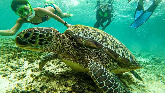 Oslob Whale Sharks and Moalboal Sardine Run, Sea Turtles Tour