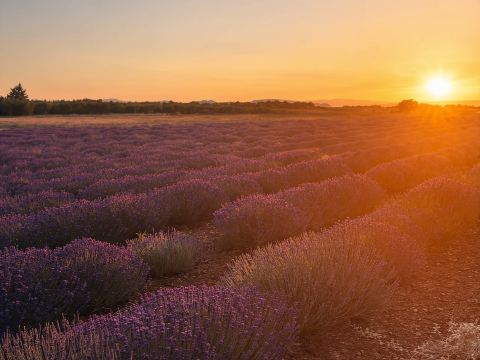Dari Aix-en-Provence: Lawatan Lavender Matahari Terbenam di Valensole