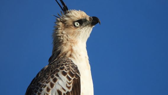 Bundala National Park Birds Watching Safari Tour