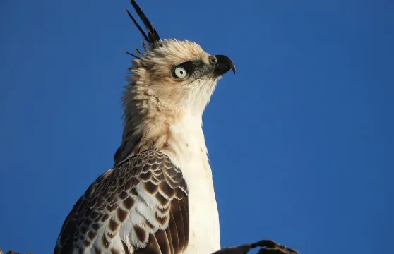 本達拉野生公園觀鳥狩獵之旅