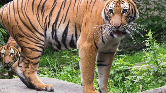 Bronx Zoo Admission Ticket