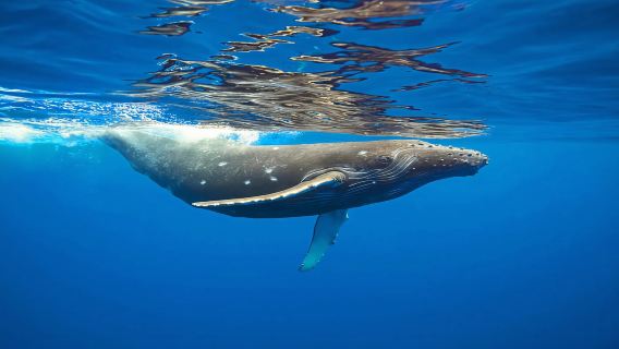 ดำน้ำตื้นและดำน้ำลึกกับฉลามวาฬในโอกินาว่า