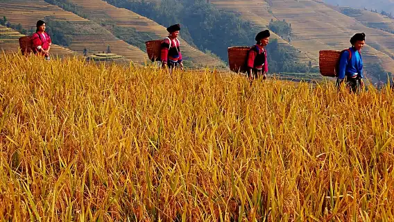 龍脊梯田 1 日私人包團