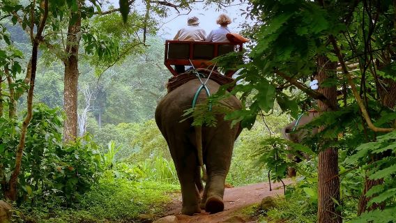 ค่ายช้างภูเก็ต ทัวร์ครึ่งวัน [ขี่ช้างกะตะ|เอทีวีขับขี่ออฟโรด|โหนสลิงในป่า