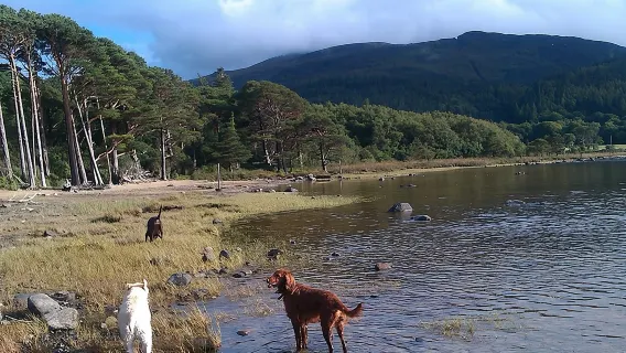 Tour guidato a piedi del Parco Nazionale di Killarney