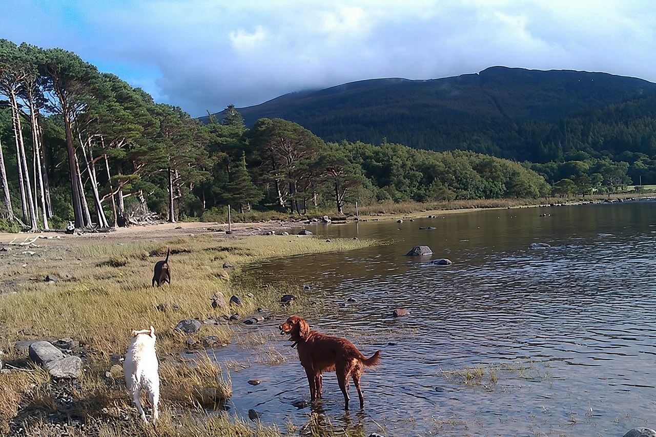 Guided Killarney National Park Walking Tour