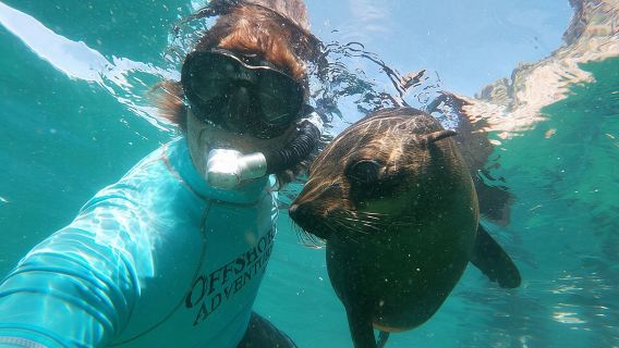Swim with Seals