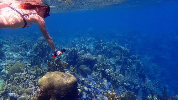 Roatan Riff Schnorchelabenteuer