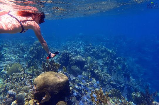 Aventura de snorkel en el arrecife de Roatán