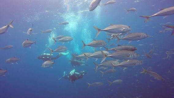 Fundive Catalina Islands (2 dives, only for certified divers)