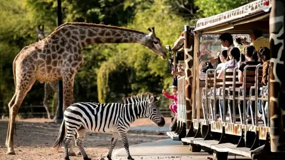 Chiang Mai Night Safari one-day tour [optional admission ticket only]|Shared transportation transfer|Private charter (Pickup & drop-off)