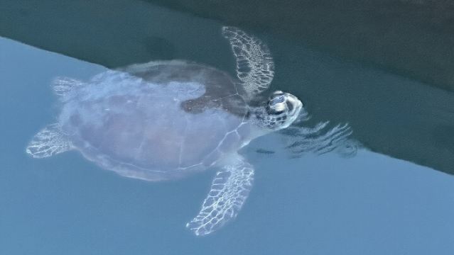 Dolphin, Manatee and SeaTurtle SUP Adventure Tour of St Augustine