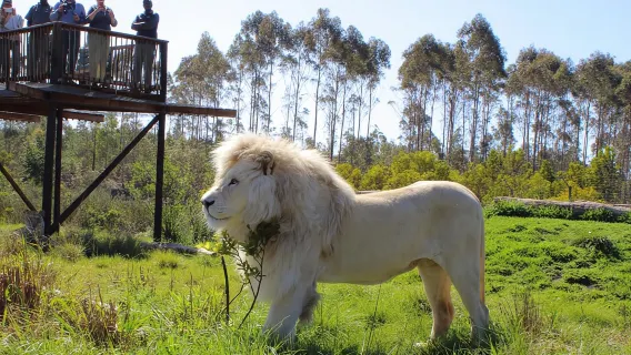 Plettenberg Bay: tour guidato tra gatti selvatici e fauna selvatica