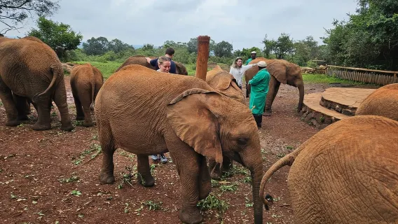 Nairobi: Parco nazionale, orfanotrofio degli elefanti e centro delle giraffe