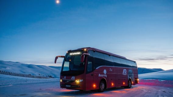 Tromsø: Avistamiento de ballenas en barco híbrido con recorrido panorámico en autobús