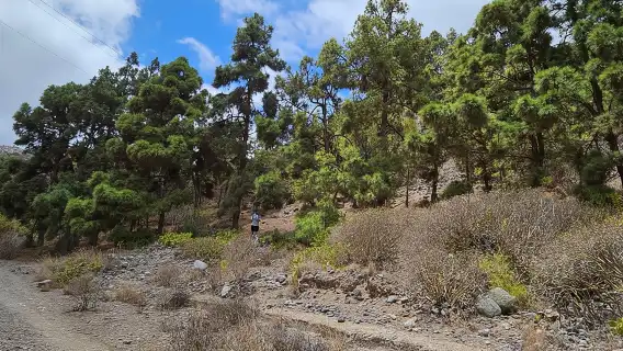 Las Palmas: Botanic Garden Tour (Option Bandama Upgrade)